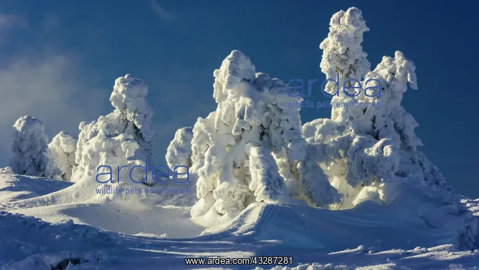 : Snowy Spruces (Picea) on Brocken, Harz, Schierke : Snowy Spruces (Picea) on Brocken, Harz, Schierke
