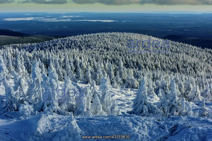: Snowy Spruces (Picea) on Brocken, Harz, Schierke : Snowy Spruces (Picea) on Brocken, Harz, Schierke
