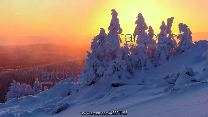: Snowy Spruces (Picea) on the winterly snowy chunk : Snowy Spruces (Picea) on the winterly snowy chunk