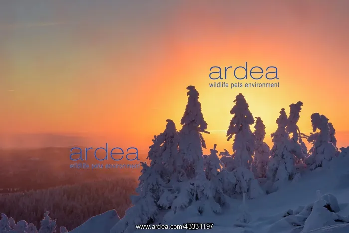  : Snowy Spruces (Picea) on the winterly snowy chunk