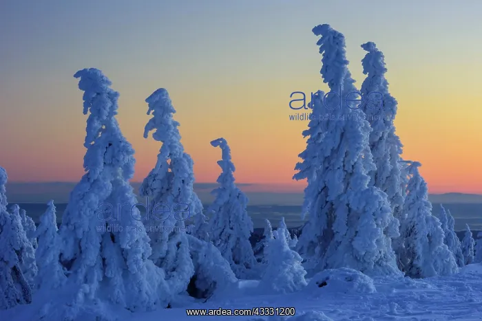 : Snowy Spruces (Picea) on the winterly snowy chunk : Snowy Spruces (Picea) on the winterly snowy chunk
