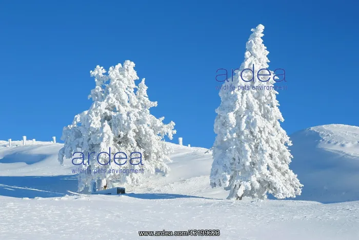 : Snowy spruces, Switzerland, Europe : Snowy spruces, Switzerland, Europe