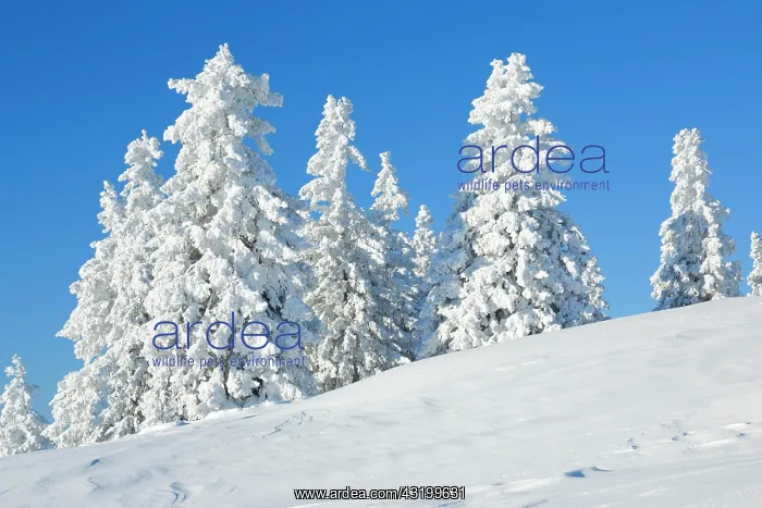 : Snowy spruces, Switzerland, Europe : Snowy spruces, Switzerland, Europe