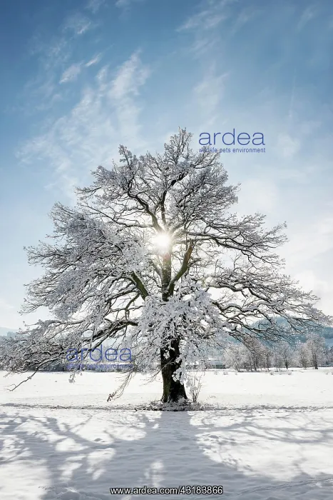 : Snowy tree with sun and winter landscape, Dreisamtal : Snowy tree with sun and winter landscape, Dreisamtal