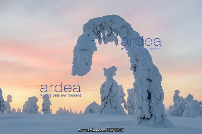 : Snowy trees at sunset, winter landscape, Pyh&, x4b4c;uosto : Snowy trees at sunset, winter landscape, Pyh&, x4b4c;uosto