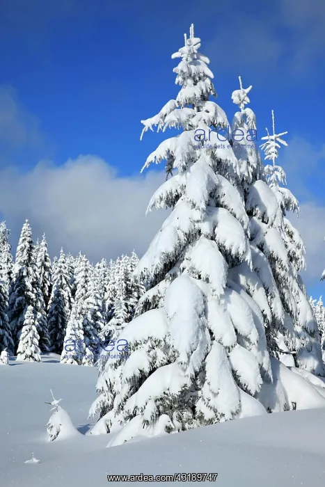 : Snowy untouched winter landscape, spruces covered : Snowy untouched winter landscape, spruces covered