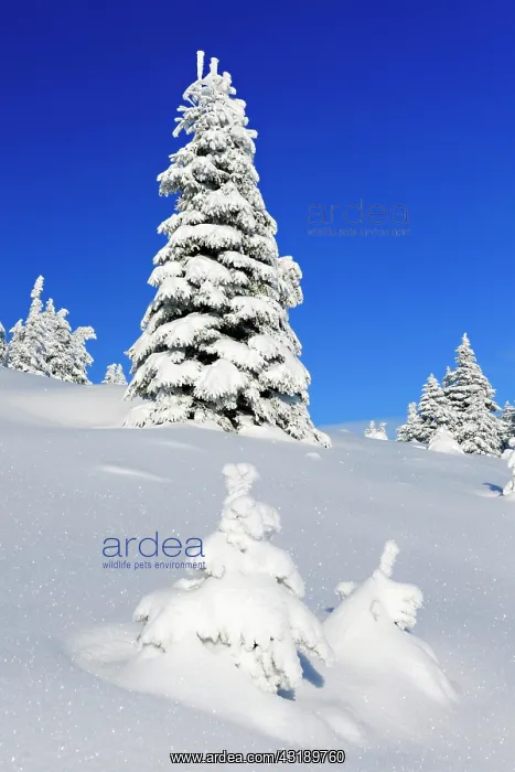 : Snowy untouched winter landscape, spruces covered : Snowy untouched winter landscape, spruces covered