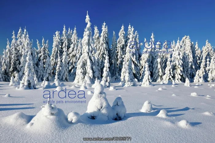 : Snowy untouched winter landscape, spruces covered : Snowy untouched winter landscape, spruces covered