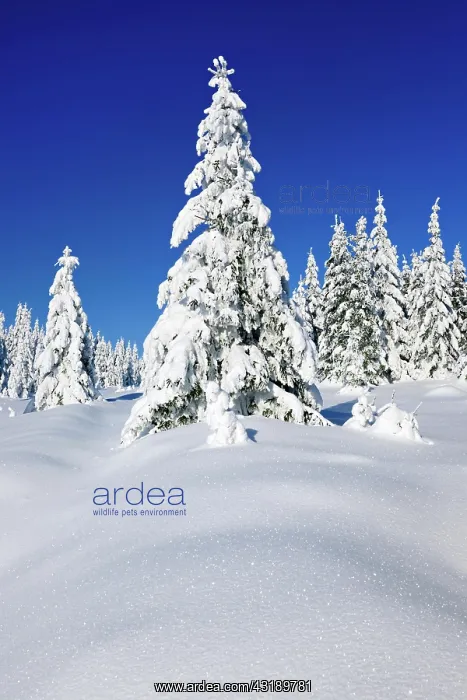  : Snowy untouched winter landscape, spruces covered