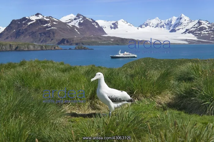 : Snowy Wandering Abatross (D. e. exulans) : Snowy Wandering Abatross (D. e. exulans)