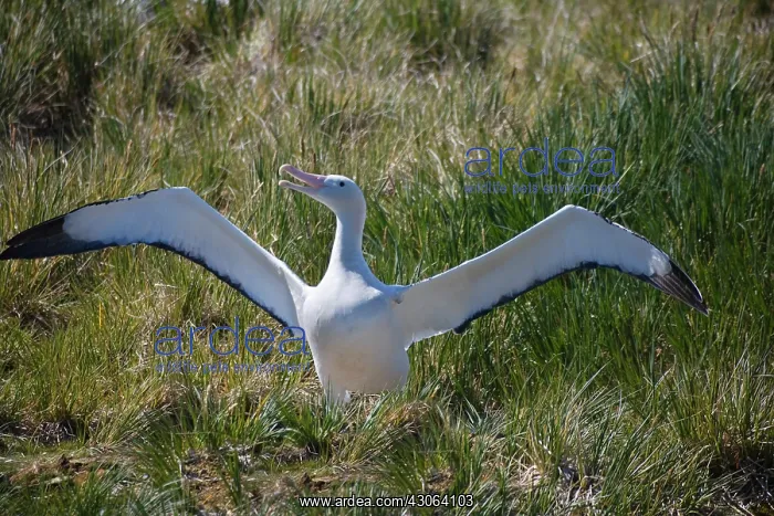 : Snowy Wandering Abatross (D. e. exulans) : Snowy Wandering Abatross (D. e. exulans)