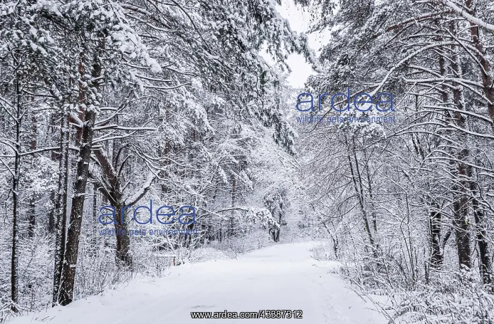 : Snowy winter forest. Snow-white road with a ski : Snowy winter forest. Snow-white road with a ski