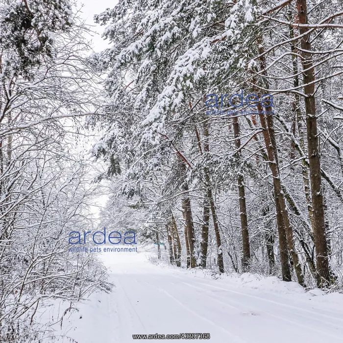 : Snowy winter forest. Snow-white road with a ski : Snowy winter forest. Snow-white road with a ski