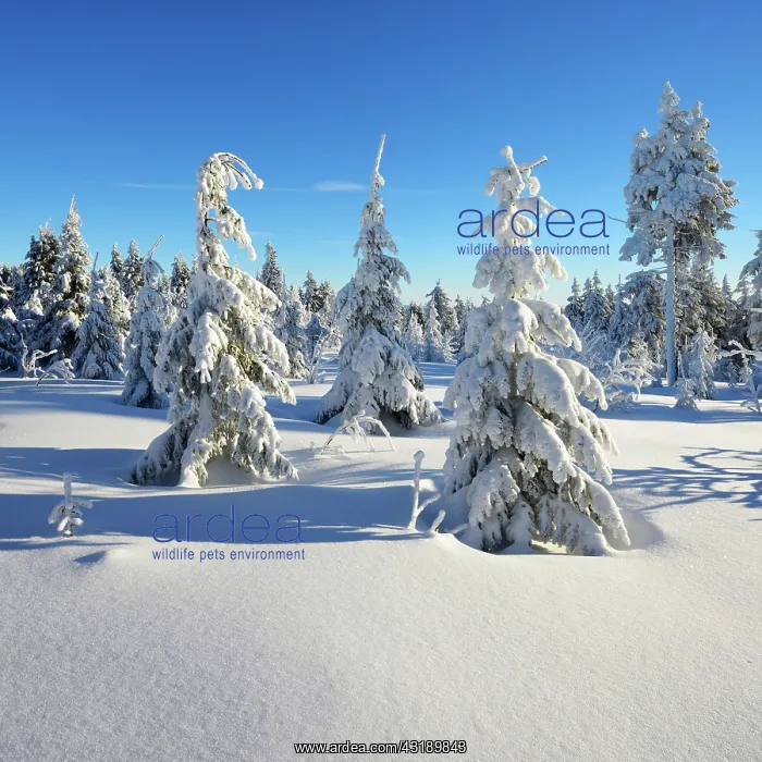 : Snowy winter landscape at Fichtelberg, spruces covered : Snowy winter landscape at Fichtelberg, spruces covered