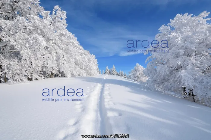 : Snowy winter landscape with snowshoe trail, Schauinsland : Snowy winter landscape with snowshoe trail, Schauinsland