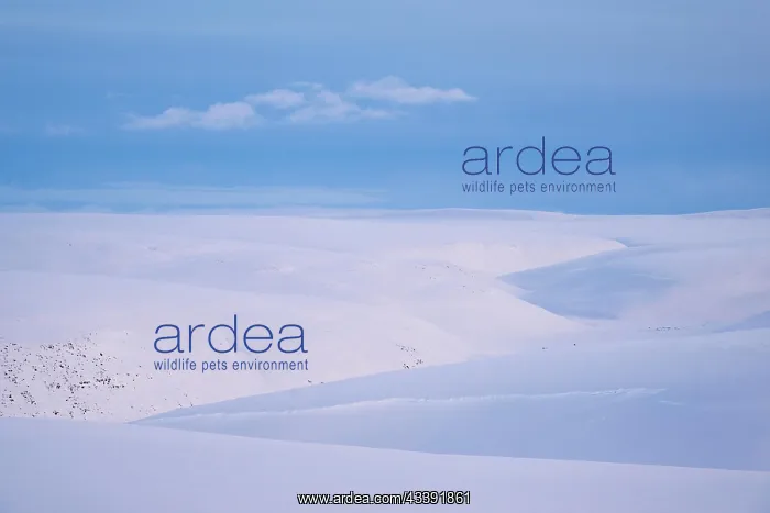 : Snowy wintery mountain landscape, Batsfjord, B tsfjord : Snowy wintery mountain landscape, Batsfjord, B tsfjord