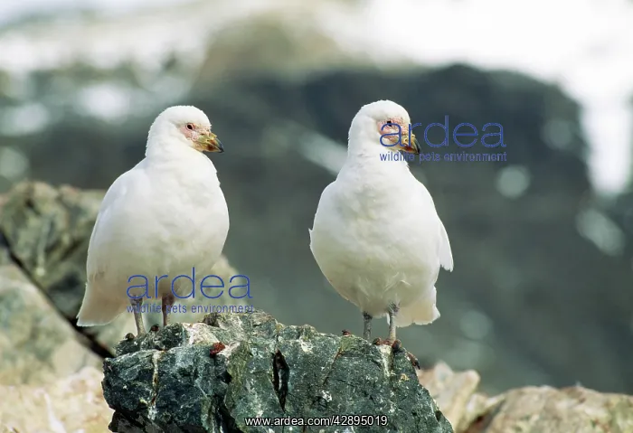  : Snowy  /  Yellow-billed  /  Pale-faced Sheathbill