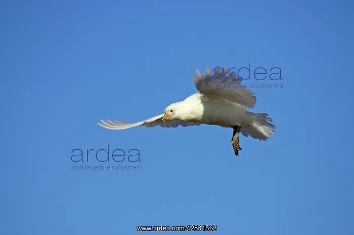 : Snowy / Yellow-billed / Pale-faced Sheathbill - In flight : Snowy / Yellow-billed / Pale-faced Sheathbill - In flight