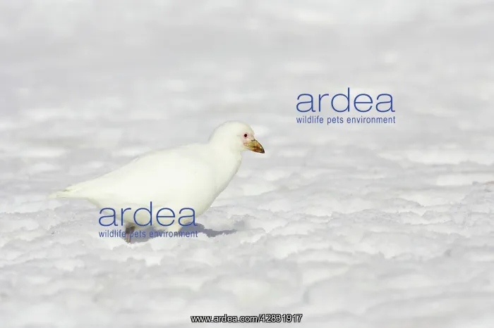 : Snowy / Yellow-billed / Pale-faced Sheathbill - In Snow : Snowy / Yellow-billed / Pale-faced Sheathbill - In Snow