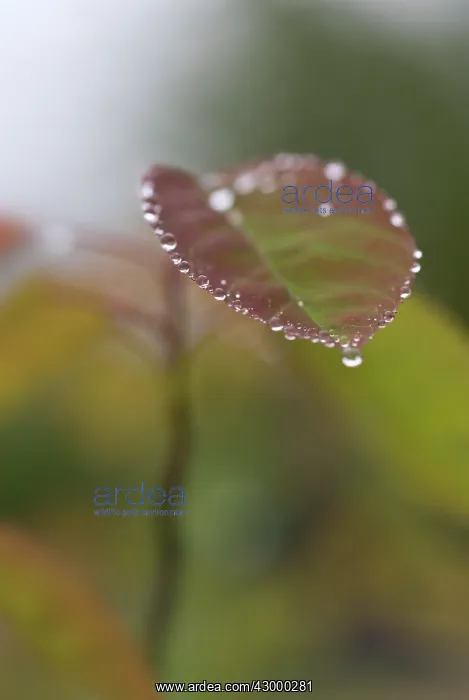 : Snowymespilus : Snowymespilus
