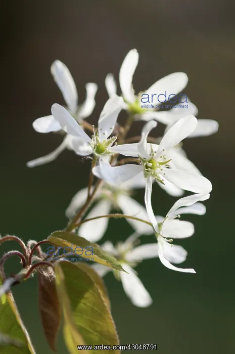 : Snowymespilus : Snowymespilus