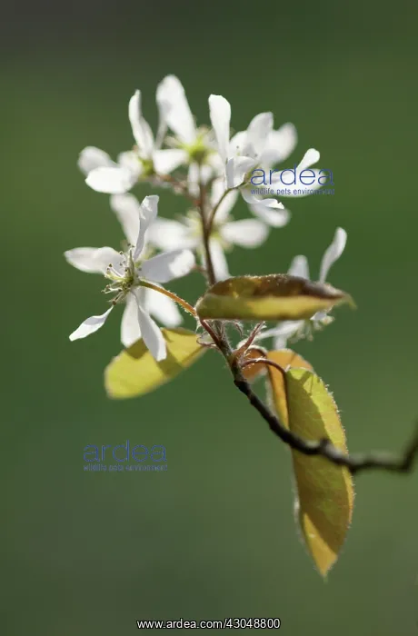 : Snowymespilus : Snowymespilus