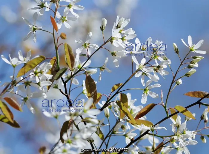 : Snowymespilus : Snowymespilus