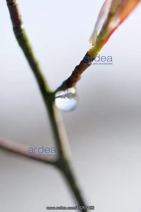 : Snowymespilus : Snowymespilus