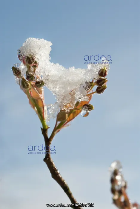: Snowymespilus : Snowymespilus