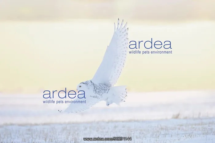 : Snoy Owl female sun : Snoy Owl female sun