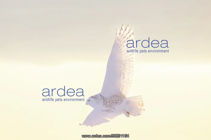 : Snoy Owl female sun : Snoy Owl female sun