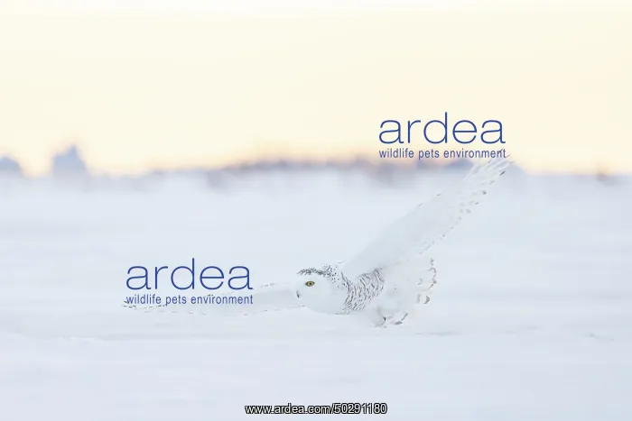 : Snoy Owl female sun : Snoy Owl female sun