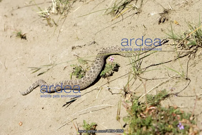 : Snub-nosed Yarara viper - local name: Yarara Nata : Snub-nosed Yarara viper - local name: Yarara Nata