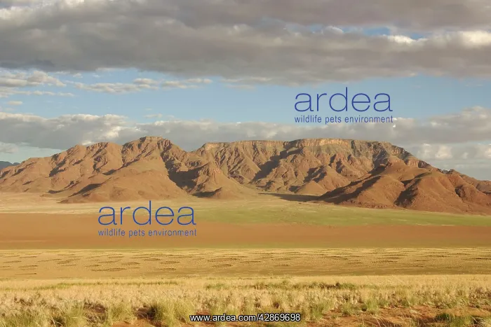 : The so-called Fairy Circles are circular patches : The so-called Fairy Circles are circular patches