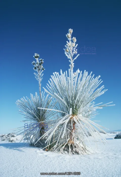 : Soap-tree YUCCA : Soap-tree YUCCA