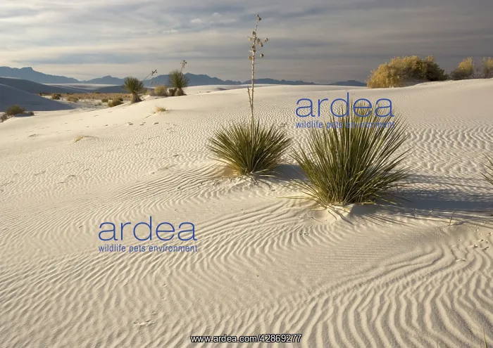 : Soaptree Yucca - with beatiful wind-sculpted white : Soaptree Yucca - with beatiful wind-sculpted white