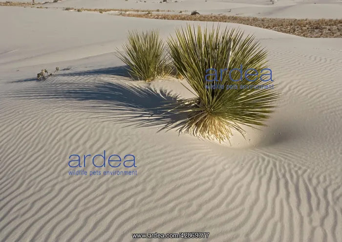  : Soaptree Yucca - with beautiful wind-sculpted