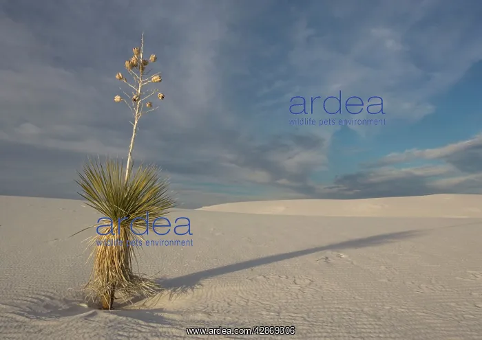: Soaptree Yucca - with beautiful wind-sculpted white : Soaptree Yucca - with beautiful wind-sculpted white