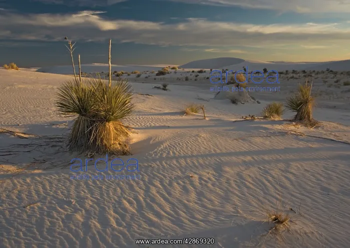 : Soaptree Yucca - with beautiful wind-sculpted white : Soaptree Yucca - with beautiful wind-sculpted white