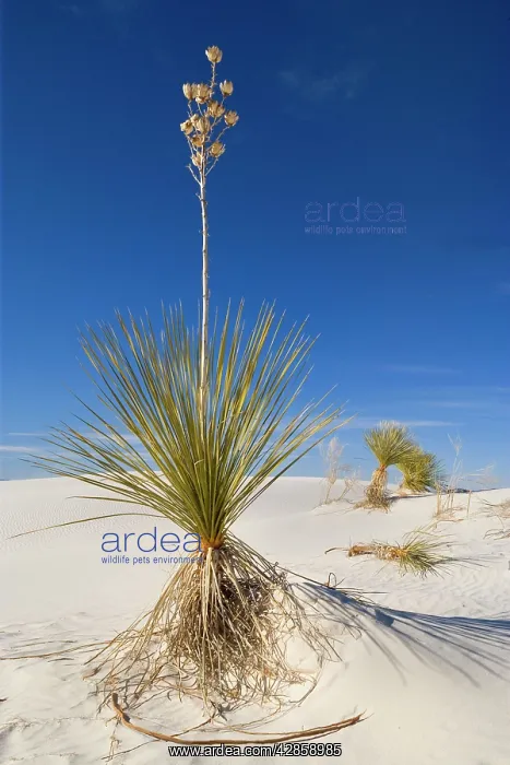 : Soaptree Yucca - growing on white gypsum dune : Soaptree Yucca - growing on white gypsum dune