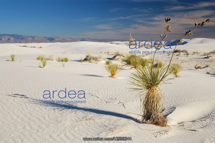 : Soaptree Yucca - growing on white gypsum dune : Soaptree Yucca - growing on white gypsum dune