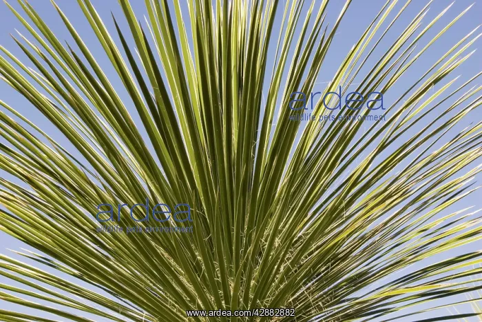 : Soaptree Yucca - Utilized for soap, food and to : Soaptree Yucca - Utilized for soap, food and to