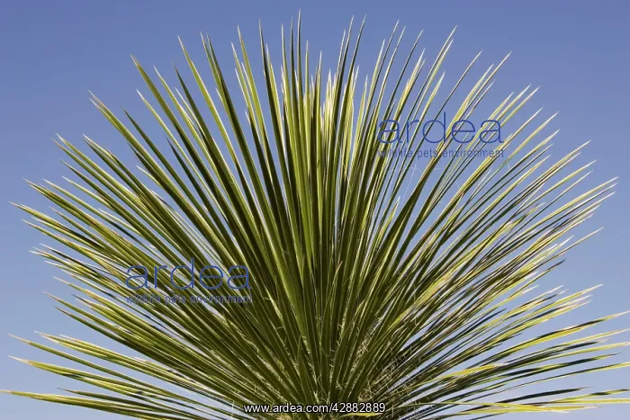 : Soaptree Yucca - Utilized for soap, food and to : Soaptree Yucca - Utilized for soap, food and to