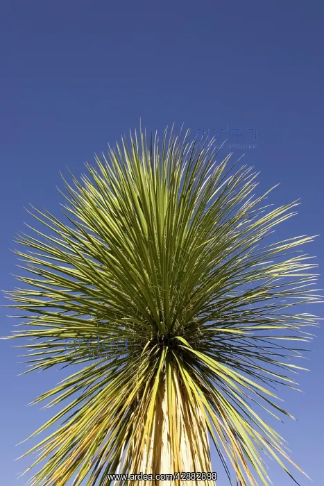 : Soaptree Yucca - Utilized for soap, food and to : Soaptree Yucca - Utilized for soap, food and to