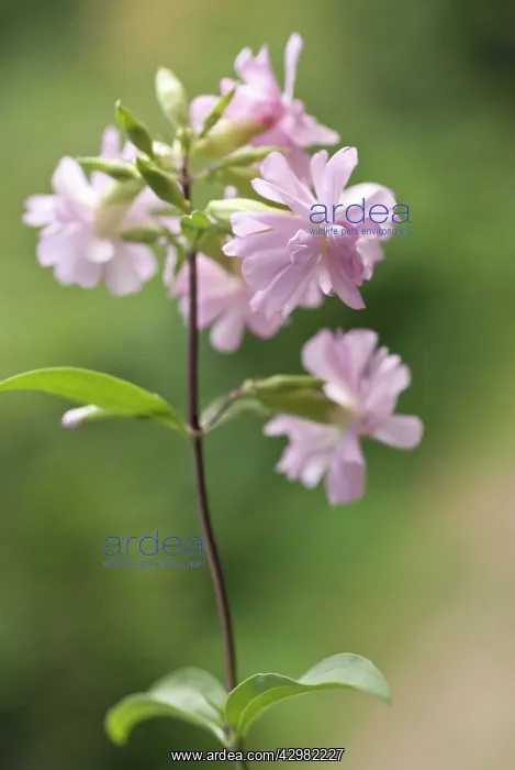 : Soapwort, Saponaria officinalis : Soapwort, Saponaria officinalis