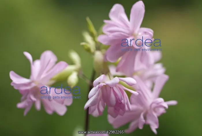 : Soapwort, Saponaria officinalis : Soapwort, Saponaria officinalis