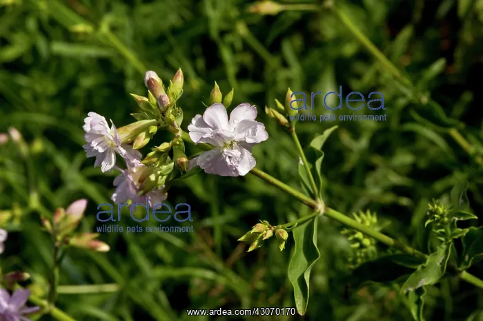 : Soapwort (Saponaria officinalis). Denmark in August : Soapwort (Saponaria officinalis). Denmark in August
