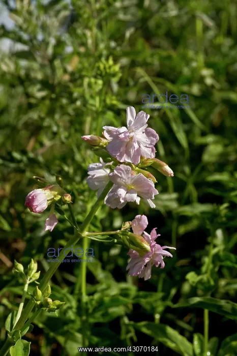 : Soapwort (Saponaria officinalis). Denmark in August