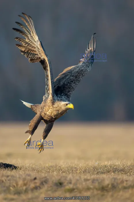 : Soaring adult white-tailed eagle (Haliaeetus albicilla) : Soaring adult white-tailed eagle (Haliaeetus albicilla)