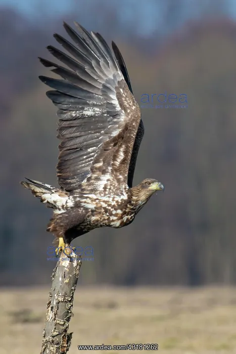 : Soaring young White-tailed eagle (Haliaeetus albicilla) : Soaring young White-tailed eagle (Haliaeetus albicilla)